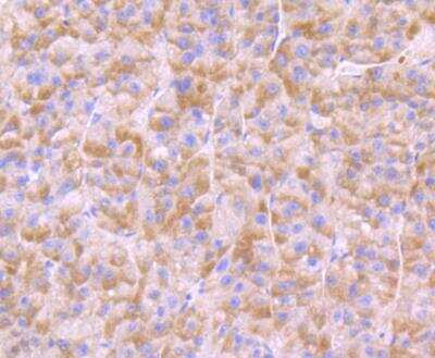 Immunohistochemistry-Paraffin: BNIP1 Antibody [NBP2-89153] - Analysis of paraffin-embedded human liver tissue using anti-BNIP1 antibody. Counter stained with hematoxylin.