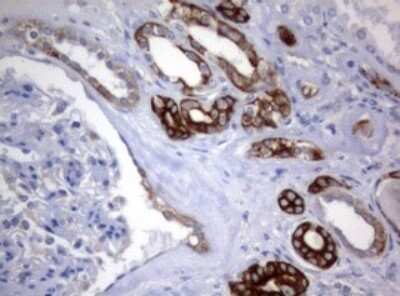 Immunohistochemistry: BNIP1 Antibody (OTI2B3) - Azide and BSA Free [NBP2-70257] - Analysis of Human Kidney tissue. (Heat-induced epitope retrieval by 10mM citric buffer, pH6.0, 120C for 3min)