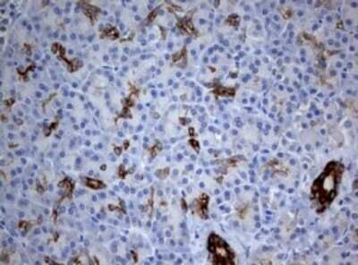 Immunohistochemistry: BNIP1 Antibody (OTI2B3) - Azide and BSA Free [NBP2-70257] - Analysis of Human pancreas tissue. (Heat-induced epitope retrieval by 10mM citric buffer, pH6.0, 120C for 3min)