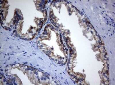 Immunohistochemistry: BNIP1 Antibody (OTI2B3) - Azide and BSA Free [NBP2-70257] - Analysis of Human prostate tissue. (Heat-induced epitope retrieval by 10mM citric buffer, pH6.0, 120C for 3min)