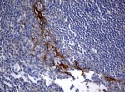 Immunohistochemistry: BNIP1 Antibody (OTI2B3) - Azide and BSA Free [NBP2-70257] - Analysis of Human tonsil tissue. (Heat-induced epitope retrieval by 10mM citric buffer, pH6.0, 120C for 3min)