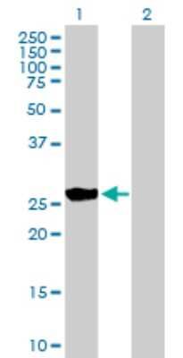 Western Blot: BNIP1 Antibody [H00000662-B01P] - Analysis of BNIP1 expression in transfected 293T cell line by BNIP1 polyclonal antibody.  Lane1:BNIP1 transfected lysate(25.19 KDa). Lane 2:Non-transfected lysate.