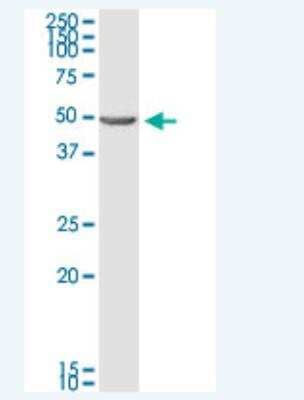 Western Blot: BNIP2 Antibody (8C6) [H00000663-M02-100ug] - Analysis of BNIP2 expression in K-562.