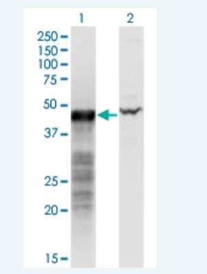 Western Blot: BNIP2 Antibody (8C6) [H00000663-M02-100ug] - Analysis of BNIP2 expression in transfected 293T cell line by BNIP2 monoclonal antibody (M02), clone 8C6.  Lane 1: BNIP2 transfected lysate (Predicted MW: 36 KDa). Lane 2: Non-transfected lysate.