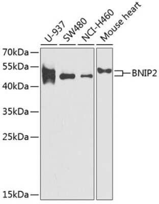 Western Blot: BNIP2 Antibody [NBP2-92660] - Analysis of extracts of various cell lines, using BNIP2 .Exposure time: 90s.