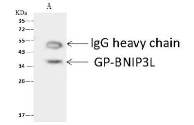 Immunoprecipitation: BNIP3L Antibody [NBP3-00002] - GP-BNIP3L was immunoprecipitated using: Lane A: 0.5 mg K562 Whole Cell Lysate 4 ul anti-GP-BNIP3L rabbit polyclonal antibody and 60 ug of Immunomagnetic beads Protein A/G.  Primary antibody: Anti-GP-BNIP3L rabbit polyclonal antibody, at 1:100 dilution. Secondary antibody: Goat Anti-Rabbit IgG (H+L)/HRP at 1/10000 dilution. Developed using the ECL technique. Performed under reducing conditions. Predicted band size: 36 kDa. Observed band size: 36 kDa