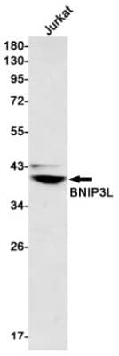 Western Blot: BNIP3L Antibody (S01-0F5) [NBP3-19585] - Western blot detection of BNIP3L in Jurkat cell lysates using NBP3-19585 (1:500 diluted). Predicted band size: 24kDa. Observed band size: 38kDa.