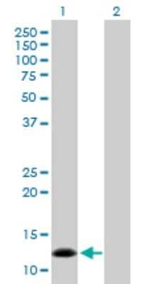 Western Blot: NPPB Antibody [H00004879-D01P] - Analysis of NPPB expression in transfected 293T cell line by NPPB polyclonal antibody.Lane 1: NPPB transfected lysate(14.70 KDa).Lane 2: Non-transfected lysate.