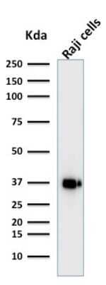 Western Blot: BOB1 Antibody (BOB1/2421) - Azide and BSA Free [NBP2-79885] - Western Blot Analysis of Raji cell lysate using BOB1 Antibody (BOB1/2421).