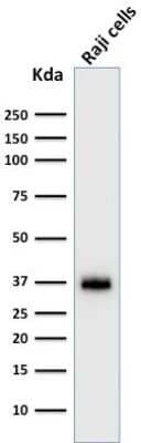 Western Blot: BOB1 Antibody (BOB1/2422) [NBP3-08637] - Western Blot Analysis of Raji cell lysate using BOB1 Mouse Monoclonal Antibody (BOB1/2422).