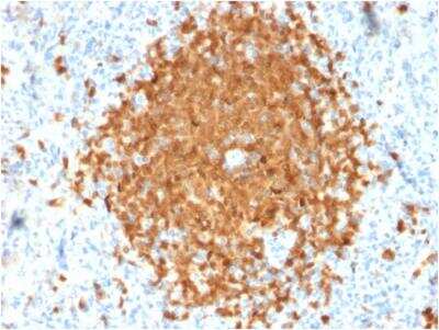 Immunohistochemistry-Paraffin: BOB1 Antibody (BOB1/2424) - Azide and BSA Free [NBP2-75753] - Formalin-fixed, paraffin-embedded human Spleen stained with BOB1 Monospecific Mouse Monoclonal Antibody (BOB1/2424).