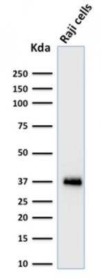 Western Blot: BOB1 Antibody (BOB1/2424) - Azide and BSA Free [NBP2-75753] - Western Blot Analysis of Raji cell lysate using BOB1 Monospecific Mouse Monoclonal Antibody (BOB1/2424).