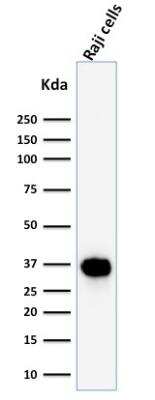 Western Blot: BOB1 Antibody (BOB1/2425) - Azide and BSA Free [NBP2-75757] - Western Blot Analysis of Raji cell lysate using BOB1 Mouse Monoclonal Antibody (BOB1/2425).