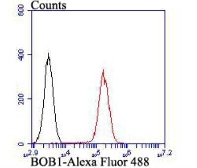 Flow Cytometry: BOB1 Antibody [NBP2-76913] - Flow cytometric analysis of BOB1 was done on Daudi cells. The cells were fixed, permeabilized and stained with BOB1 antibody at 1/100 dilution (red) compared with an unlabelled control (cells without incubation with primary antibody; black). After incubation of the primary antibody on room temperature for an hour, the cells was stained with a Alexa Fluor 488-conjugated goat anti-rabbit IgG Secondary antibody at 1/500 dilution for 30 minutes.