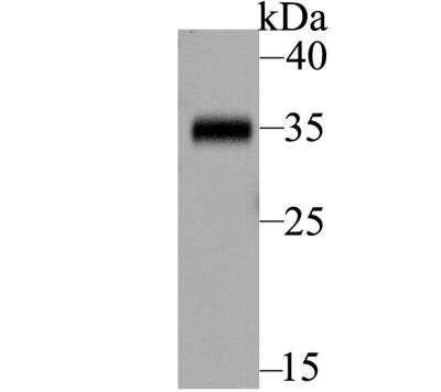 Western Blot: BOB1 Antibody [NBP2-76913] - Western blot analysis of BOB1 on Daudi lysate. Proteins were transferred to a PVDF membrane and blocked with 5% BSA in PBS for 1 hour at room temperature. The primary antibody was used at a 1:500 dilution in 5% BSA at room temperature for 2 hours. Goat Anti-Rabbit IgG - HRP Secondary Antibody (HA1001) at 1:5,000 dilution was used for 1 hour at room temperature.