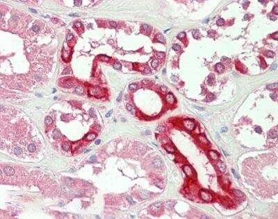Immunohistochemistry-Paraffin: BOK Antibody [NBP2-69987] - (5ug/ml) staining of Human Kidney. Steamed antigen retrieval with citrate buffer pH 6, AP-staining.