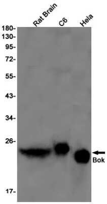 Western Blot: BOK Antibody (S03-1B6) [NBP3-15008] - Western blot detection of BOK in Rat Brain, C6, Hela cell lysates using BOK Rabbit mAb (1:1000 diluted). Predicted band size: 23kDa. Observed band size: 23kDa.