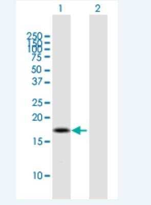 Western Blot: BOLA2 Antibody [H00654483-B01P-50ug] - Analysis of BOLA2B expression in transfected 293T cell line by BOLA2B MaxPab polyclonal antibody.  Lane 1: BOLA2B transfected lysate(16.72 KDa).Lane 2: Non-transfected lysate.