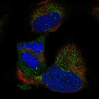 Immunocytochemistry/Immunofluorescence: BOLA3 Antibody [NBP3-17347] - Staining of human cell line U-2 OS shows localization to nuclear bodies & mitochondria.