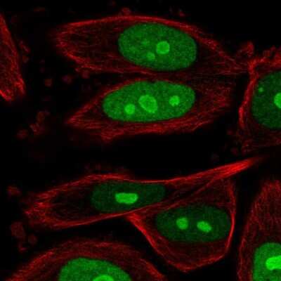 Immunocytochemistry/Immunofluorescence: BOP1 Antibody [NBP2-33504] - Staining of human cell line PC-3 shows localization to nucleus & nucleoli. Antibody staining is shown in green.