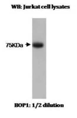 Western Blot: BOP1 Antibody (T7-P1B7-A8) [NBP2-50124] - Analysis of BOP1 in transfected Jurkat cell lysate.