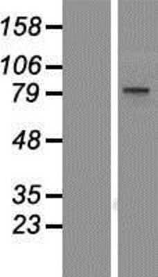 Western Blot: BOP1 Overexpression Lysate (Adult Normal) [NBP2-07202] Left-Empty vector transfected control cell lysate (HEK293 cell lysate); Right -Over-expression Lysate for BOP1.