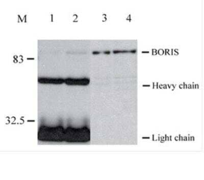 Immunoprecipitation: BORIS Antibody (20B11) [NBP2-52405] - The 83-kDa protein can be immunoprecipitated with the mouse anti- BORIS C terminal specific antibody. Proteins were immunoprecipitated from the MCF7 cell extracts with the mouse anti- BORIS C terminal antibody 20B11 in their original supernatant form using the following volumes: (1) 400 ul of 20B11; (2) 800 ul of 20B11; (3) Input; (4) MCF7 cell lysates as BORIS positive control. The extracts from MCF7 cells were incubated overnight at 40C followed by 2 hour incubation with protein G sepharose beads. Proteins were resolved by SDS-PAGE, and Western blot analysis was performed with the concentrated form of the mouse anti- BORIS N terminal (4A7) specific antibody (1:500).