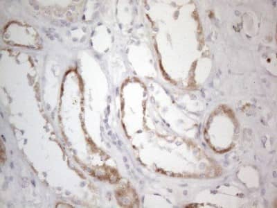 Immunohistochemistry: BP1 Antibody (8A1) [NBP2-46463] - Analysis of Human Kidney tissue. (Heat-induced epitope retrieval by 1mM EDTA in 10mM Tris buffer (pH8.5) at 120C for 3 min)