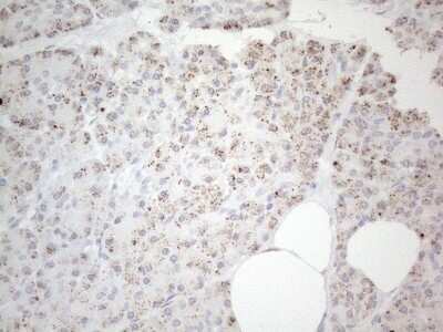 Immunohistochemistry: BP1 Antibody (8A1) [NBP2-46463] - Analysis of Human pancreas tissue. (Heat-induced epitope retrieval by 1mM EDTA in 10mM Tris buffer (pH8.5) at 120C for 3 min)