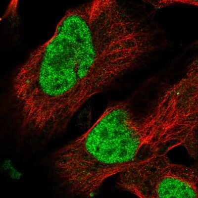 Immunocytochemistry/Immunofluorescence: BP1 Antibody [NBP2-34130] - Immunofluorescent staining of human cell line U-2 OS shows localization to nucleoplasm.