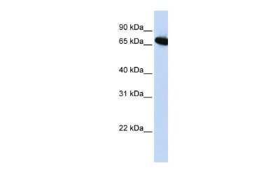 Western Blot: BP1 Antibody [NBP3-10328] - Western blot analysis using NBP3-10328 on Human HepG2 as a positive control. Antibody Titration: 0.2-1 ug/ml