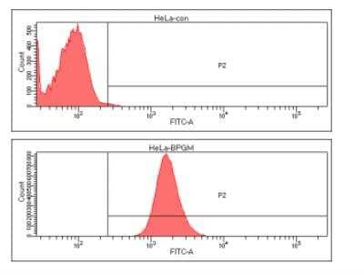 Flow Cytometry: BPGM Antibody (2E11) [NBP2-59493] - Analysis of BPGM in HeLa cell line, staining at 2-5ug for 1x106cells (red line). The secondary antibody used goat anti-mouse IgG Alexa fluor 488 conjugate. Isotypecontrol antibody was mouse IgG (black line).