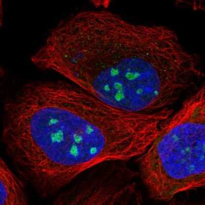 Immunocytochemistry/ Immunofluorescence BPGM Antibody - BSA Free