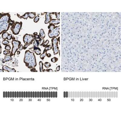 Immunohistochemistry-Paraffin: BPGM Antibody [NBP1-86064] - Analysis in human placenta and liver tissues using NBP1-86064 antibody. Corresponding BPGM RNA-seq data are presented for the same tissues.