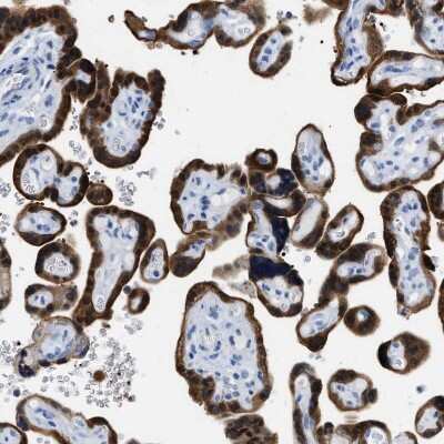 Immunohistochemistry-Paraffin BPGM Antibody - BSA Free