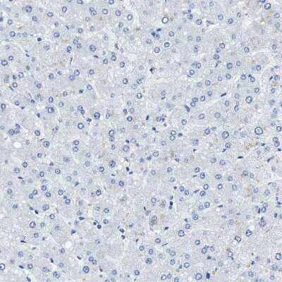 <b>Orthogonal Strategies Validation. </b>Immunohistochemistry-Paraffin: BPGM Antibody [NBP1-86064] - Staining of human liver shows no positivity in hepatocytes as expected.