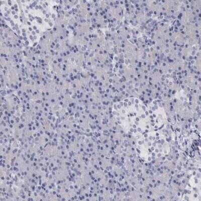 Immunohistochemistry-Paraffin: BPGM Antibody [NBP1-86377] - Staining of human pancreas shows low expression as expected.