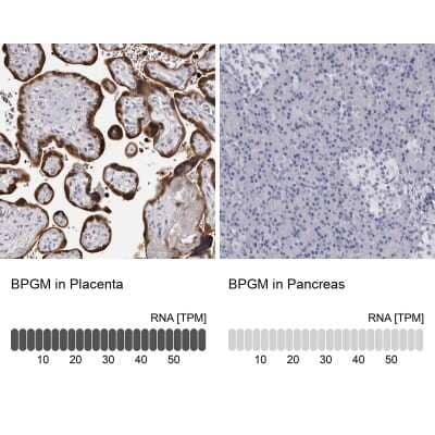 <b>Orthogonal Strategies Validation. </b>Immunohistochemistry-Paraffin: BPGM Antibody [NBP1-86377] - Staining in human placenta and pancreas tissues using anti-BPGM antibody. Corresponding BPGM RNA-seq data are presented for the same tissues.