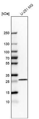 Western Blot BPGM Antibody
