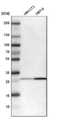 Western Blot: BPGM Antibody [NBP1-86064] - Analysis in mouse cell line NIH-3T3 and rat cell line NBT-II.