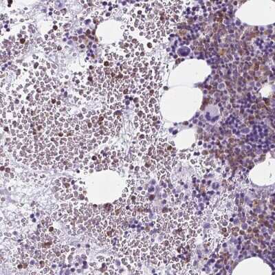 Immunohistochemistry-Paraffin: BPI Antibody [NBP2-37982] - Staining of human bone marrow shows high expression.