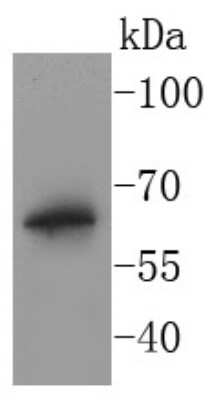 Immunohistochemistry-Paraffin: BPI Antibody (SN06-63) [NBP2-67694] - Analysis of BPI on THP-1 cells lysates using anti-BPI antibody at 1/1,000 dilution.