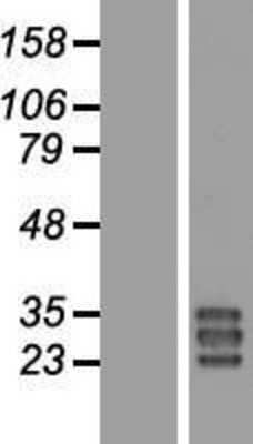 Western Blot: BPIFA3 Overexpression Lysate (Adult Normal) [NBL1-08378] Left-Empty vector transfected control cell lysate (HEK293 cell lysate); Right -Over-expression Lysate for BPIFA3.