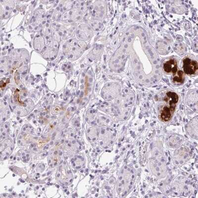 Immunohistochemistry-Paraffin BPIL1 Antibody - BSA Free