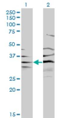 Western Blot: BPNT1 Antibody (2E1) [H00010380-M01] - Analysis of BPNT1 expression in transfected 293T cell line by BPNT1 monoclonal antibody (M01), clone 2E1.Lane 1: BPNT1 transfected lysate(28.1 KDa).Lane 2: Non-transfected lysate.