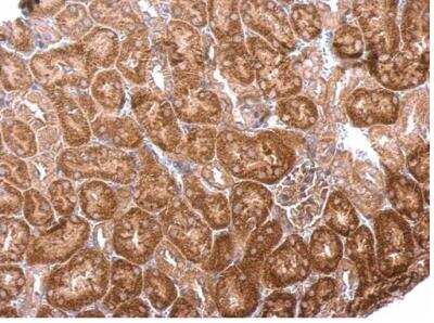 Immunohistochemistry-Paraffin: BPNT1 Antibody [NBP1-32152] - Paraffin-embedded mouse kidney.  BPNT1 antibody [N1C3] dilution: 1:500.