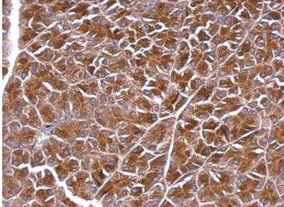 Immunohistochemistry-Paraffin: BPNT1 Antibody [NBP1-32152] - Paraffin-embedded mouse pancreas. BPNT1 antibody [N1C3] dilution: 1:500.