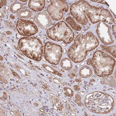 Immunohistochemistry-Paraffin: BPNT1 Antibody [NBP2-14359] - Staining of human kidney shows strong cytoplasmic positivity in renal tubules.