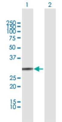 Western Blot: BPNT1 Antibody [H00010380-B01P] - Analysis of BPNT1 expression in transfected 293T cell line by BPNT1 polyclonal antibody.  Lane 1: BPNT1 transfected lysate(28.71 KDa). Lane 2: Non-transfected lysate.