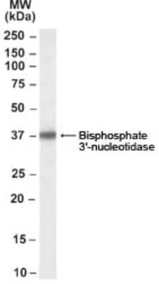 Western Blot: BPNT1 Antibody [NB100-68164] - Analysis of Human Liver lysate (35µg protein in RIPA buffer). Primary incubation was 1 hour. Detected by chemiluminescence.